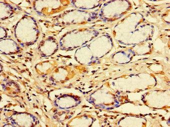IDE Antibody