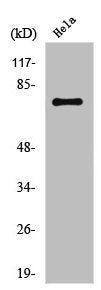 AMPH Antibody
