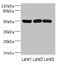 IFRD1 Antibody