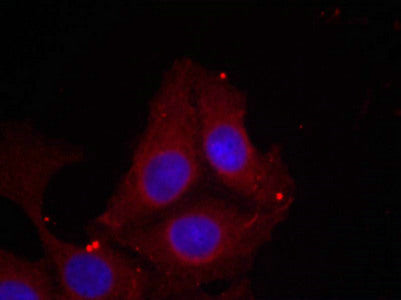 Phospho-GAP43 (Ser41) Antibody