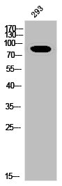 Phospho-INSR (Y1361) Antibody