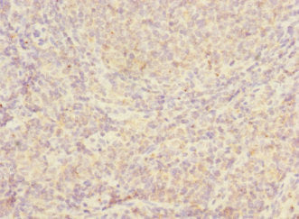 JCHAIN Antibody