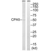 CPA5 Antibody