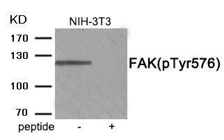 Phospho-PTK2 (Tyr576) Antibody