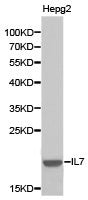 IL7 Antibody