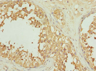INHBC Antibody