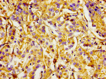 ITGA1 Antibody