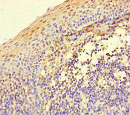ITGA4 Antibody