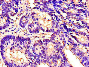 ITGAM Antibody