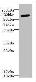 ITGAX Antibody