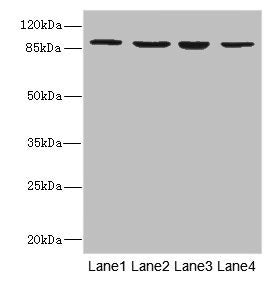 ITGB7 Antibody