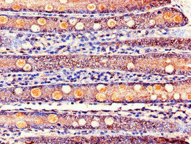 KCNE1 Antibody