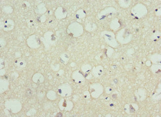 KCNH1 Antibody