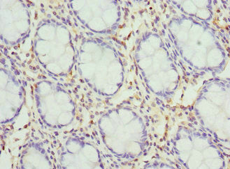 KCNH1 Antibody