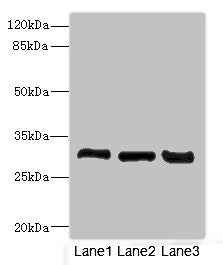 KHK Antibody