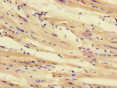 TTI1 Antibody