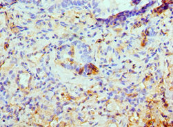 ATG13 Antibody
