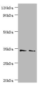 KIR2DS4 Antibody
