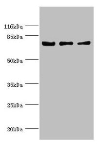 KLC1 Antibody