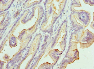 KLK10 Antibody