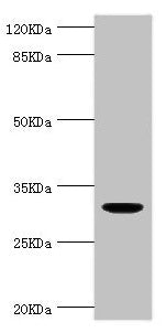 KLK10 Antibody