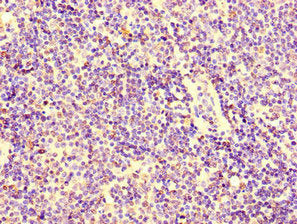 KPNA2 Antibody