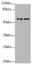 KPNA6 Antibody