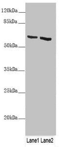 KRT6B Antibody
