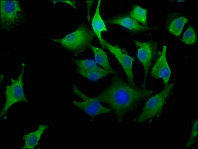 LAYN Antibody