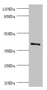 LEFTY2 Antibody