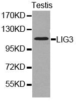 LIG3 Antibody