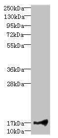 LITAF Antibody