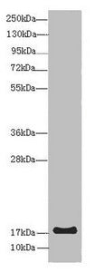 LMO2 Antibody