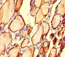 LONP1 Antibody