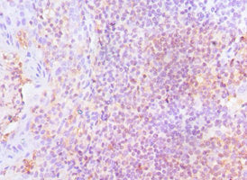 LSP1 Antibody