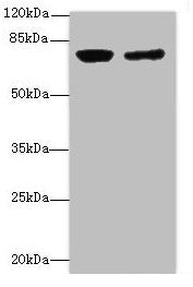 LSS Antibody