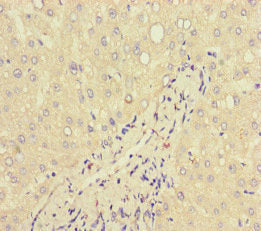 LTF Antibody