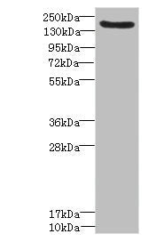 LY75 Antibody