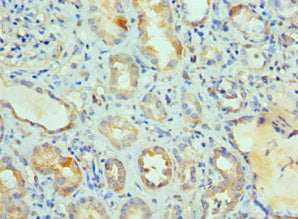 LY96 Antibody
