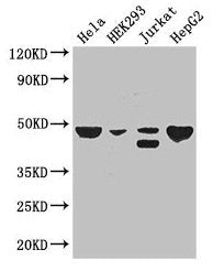 PLIN3 Antibody