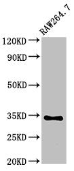 MEOX2 Antibody