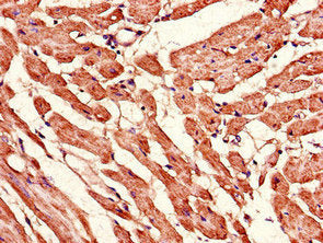 MFN2 Antibody
