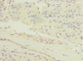 MGLL Antibody