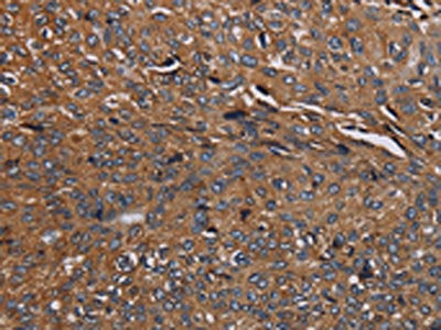 HYAL2 Antibody
