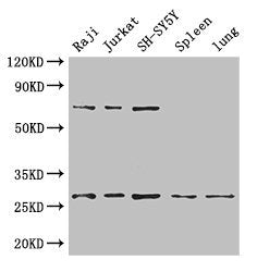 YWHAZ Antibody