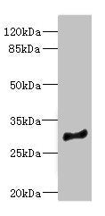 MLF1 Antibody