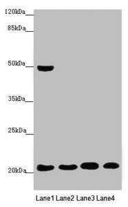 MOCS2 Antibody