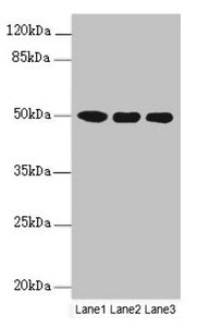 MOCS3 Antibody