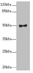 MOCS3 Antibody
