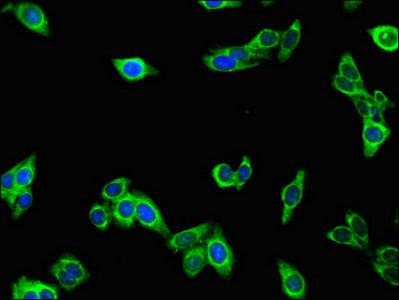 MPI Antibody